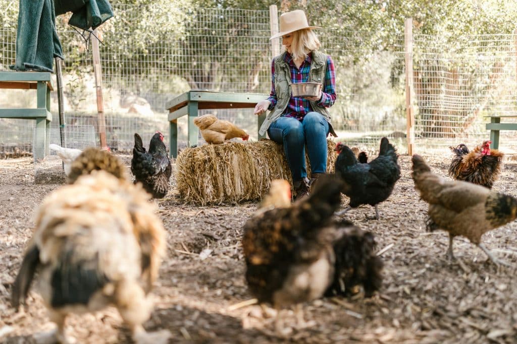 Farmers feeding chickens